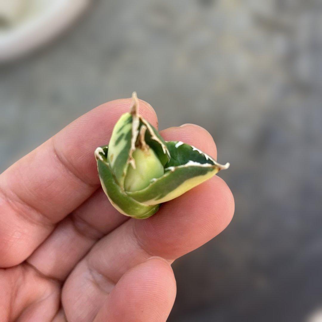 天照太御神　確認用