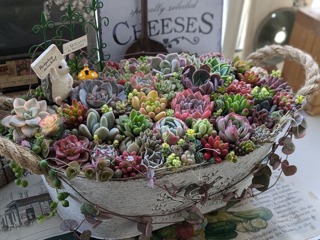 多肉植物 そのまま飾れる大きな寄せ植え❁⃘*.゜ハリネズミさんの箱庭❁⃘*.゜