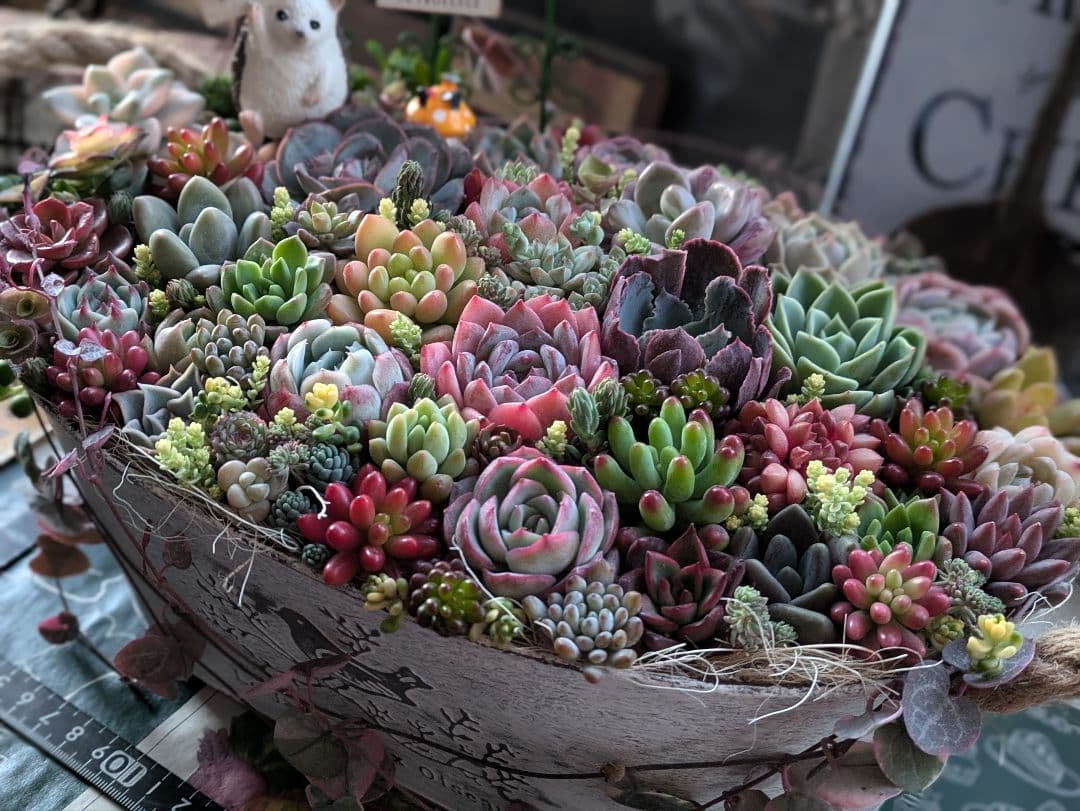 多肉植物 そのまま飾れる大きな寄せ植え❁⃘*.゜ハリネズミさんの箱庭❁⃘*.゜
