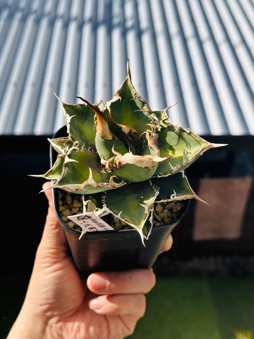 上澳園芸　アガベ shangao-005 車手（レーサー） LED管理株　現品