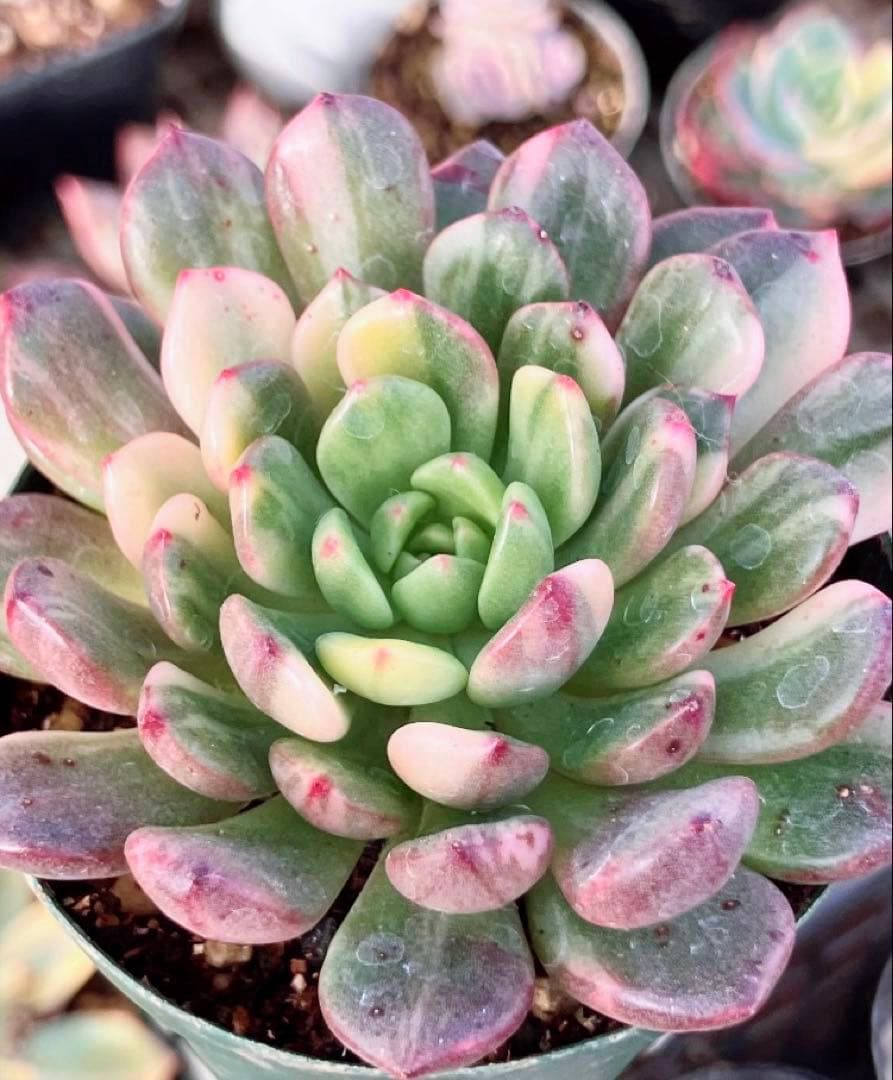 専用　マクライジング錦　紫麗殿錦　フローレンス錦×2 ピンクルビー錦