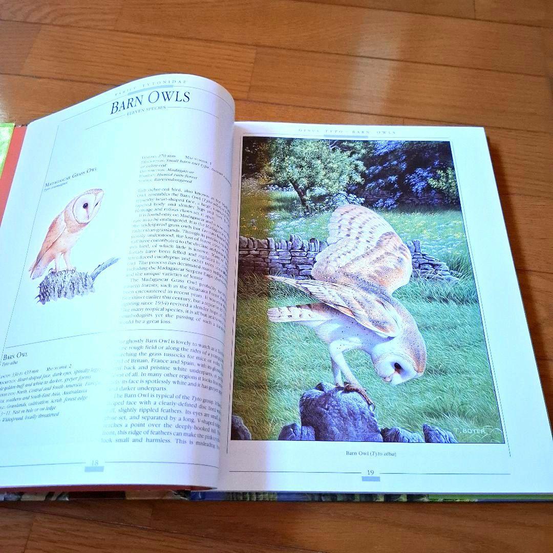 Owls of the World - Rob Hume世界のフクロウ図鑑　洋書