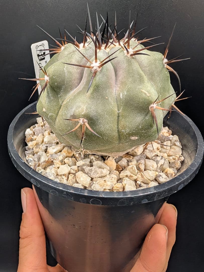 1*o様 コピアポア 黒王丸 国内実生 鉢植え メルカリ便送料込み