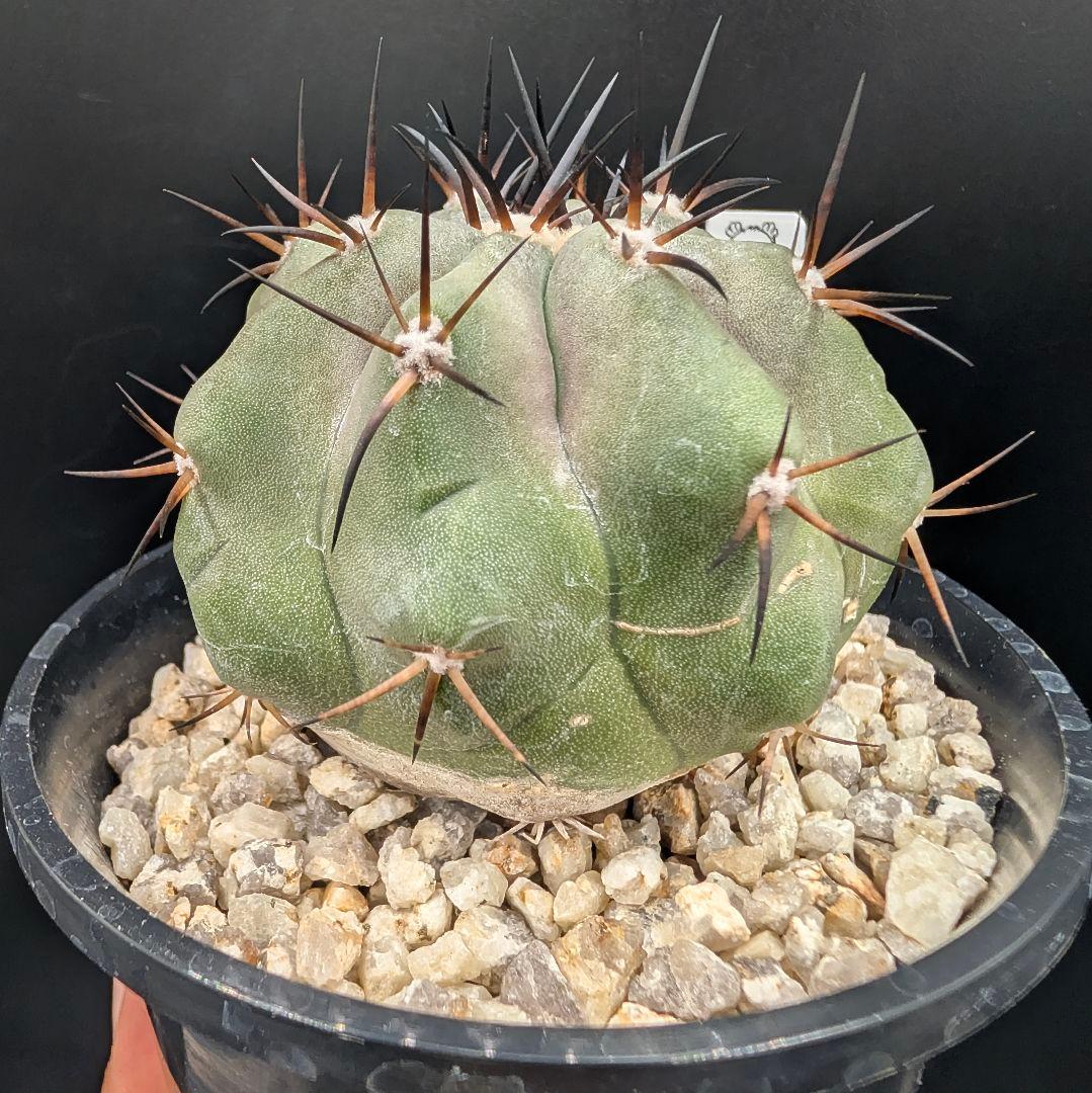 1*o様 コピアポア 黒王丸 国内実生 鉢植え メルカリ便送料込み