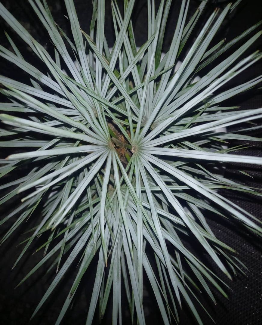 チャメロップス フミリス セリフェラ