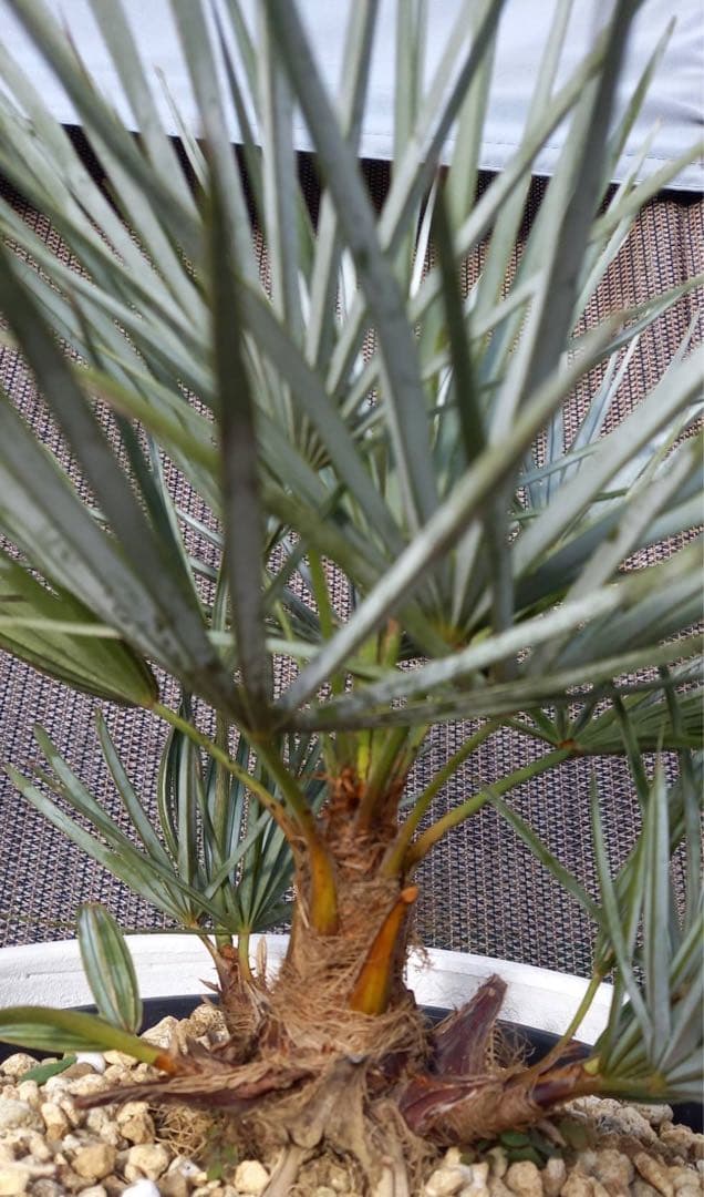 チャメロップス フミリス セリフェラ