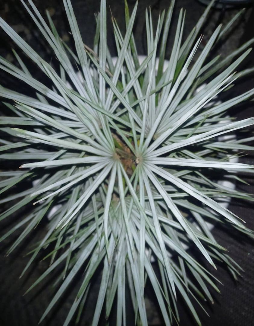 チャメロップス フミリス セリフェラ