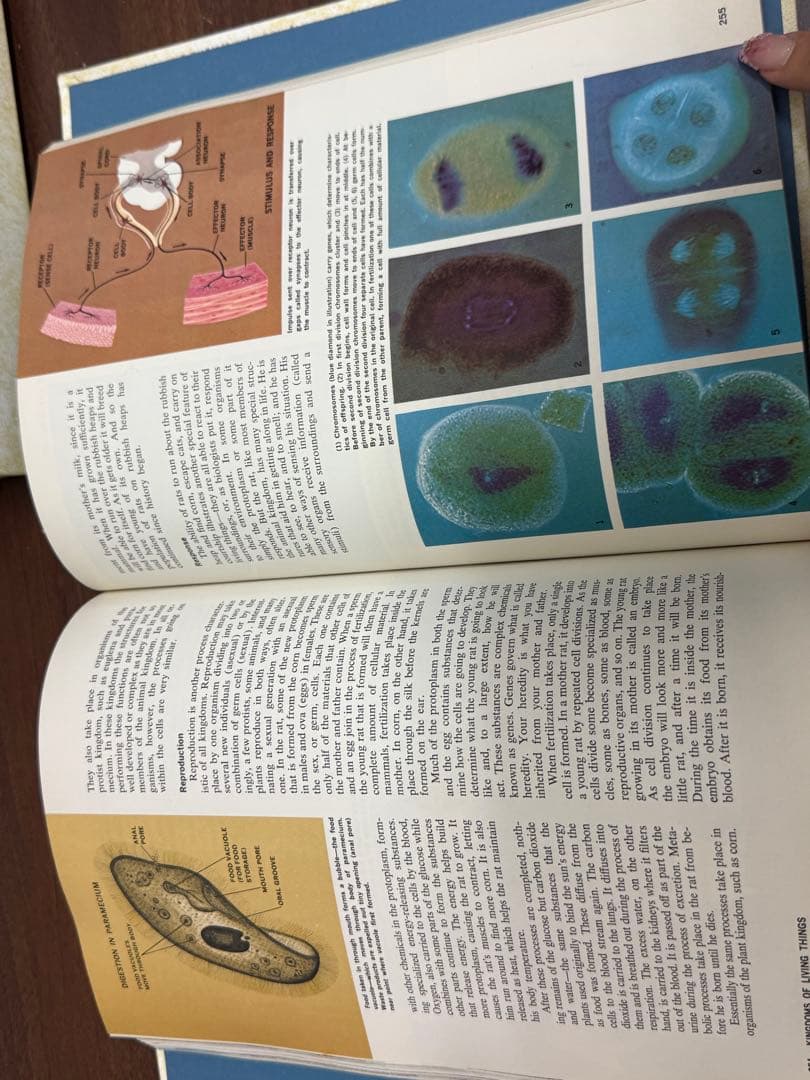 【送料込み】洋書　ザニューブックオブナレッジ　2冊まとめ