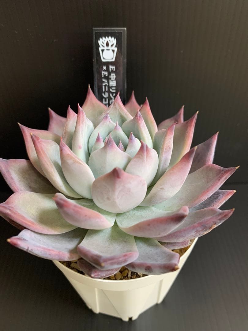 年末期間限定お値下げセール　中里リンゼアナxバニラココ　サニースポットさん苗