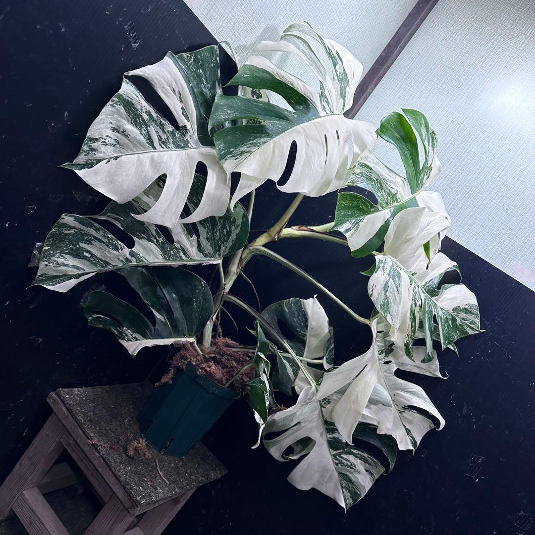 斑入りモンステラ ホワイトタイガー極美大株74cm白斑多