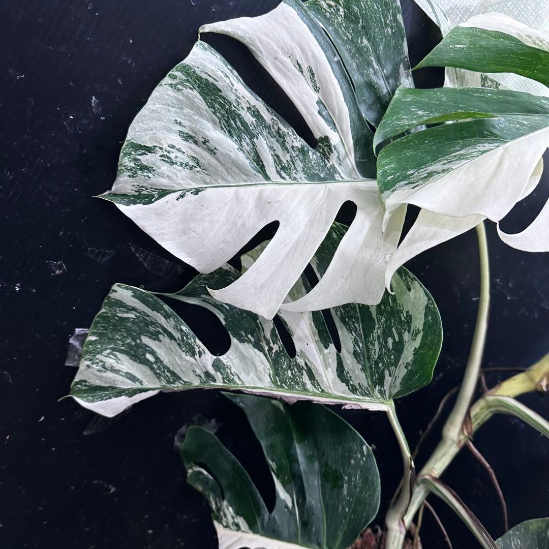 斑入りモンステラ ホワイトタイガー極美大株74cm白斑多