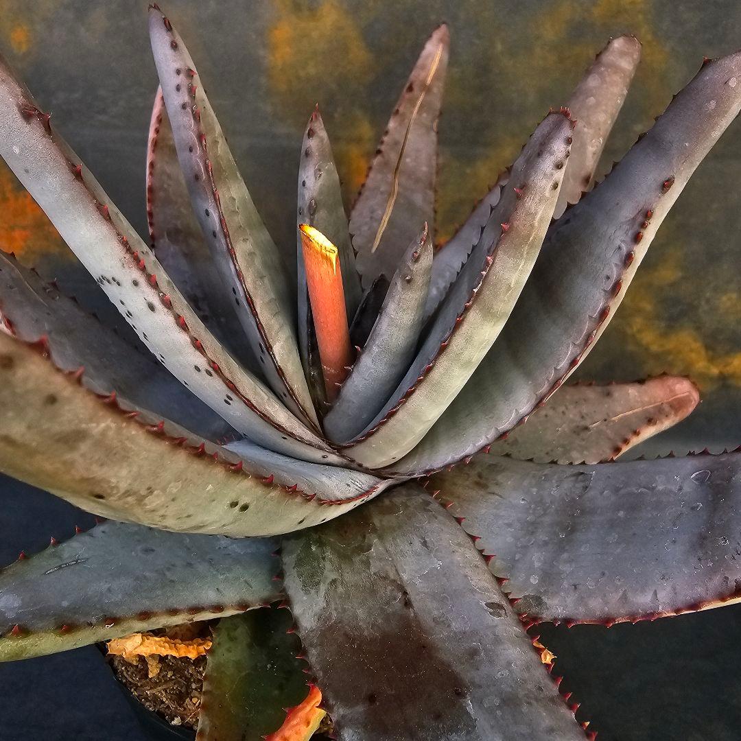メルカリ便発送☆多肉植物 アロエ属 コニフェラ