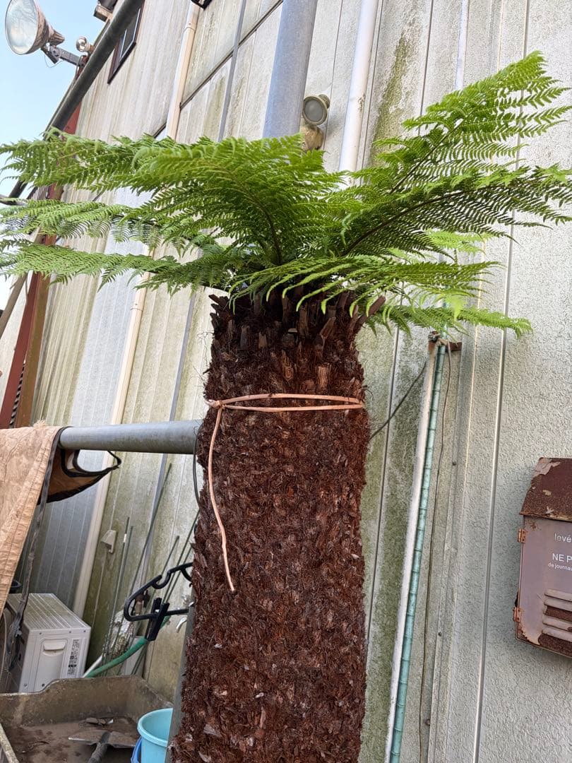 けん ディクソニア　希少　輸入株