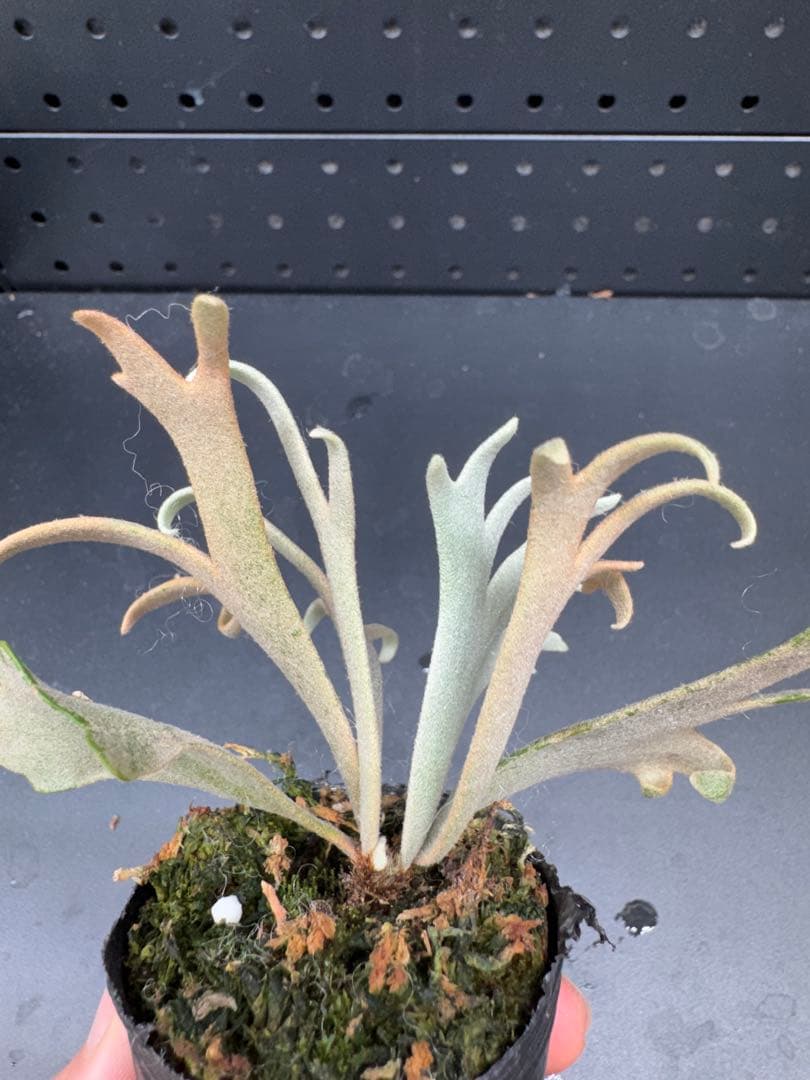 ビカクシダYMDS Totoro HHRナーセリータグ付け #057