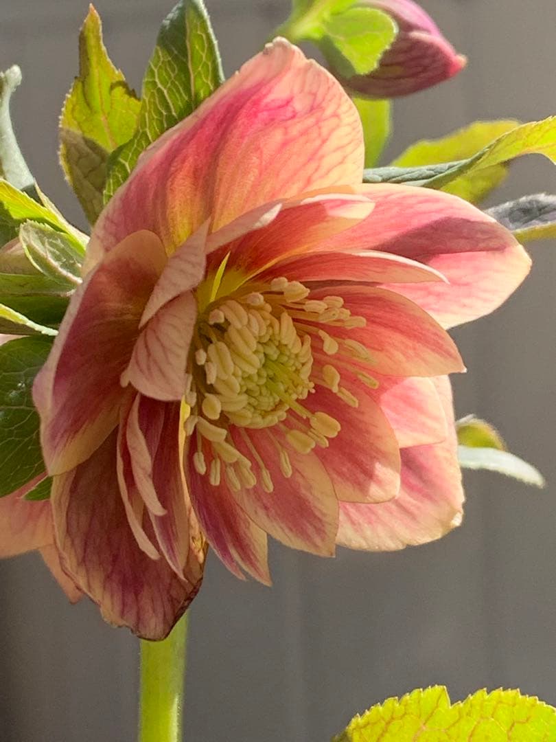 クリスマスローズ 極上 認定ソレイユ 数量限定‼️ ①