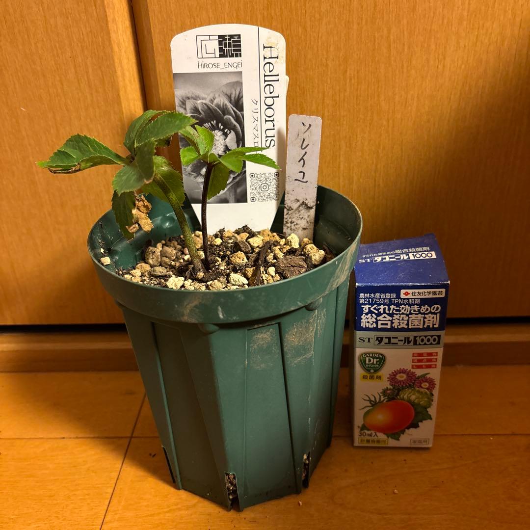 クリスマスローズ 極上 認定ソレイユ 数量限定‼️ ①