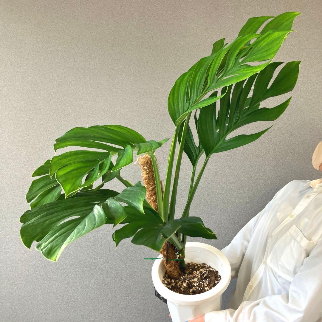 超希少❗️モンステラ　ジェイドウィング✨