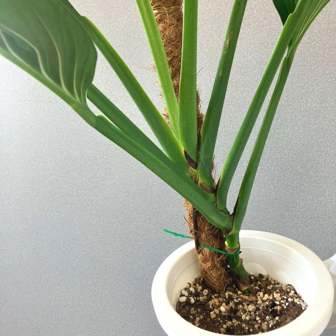 超希少❗️モンステラ　ジェイドウィング✨