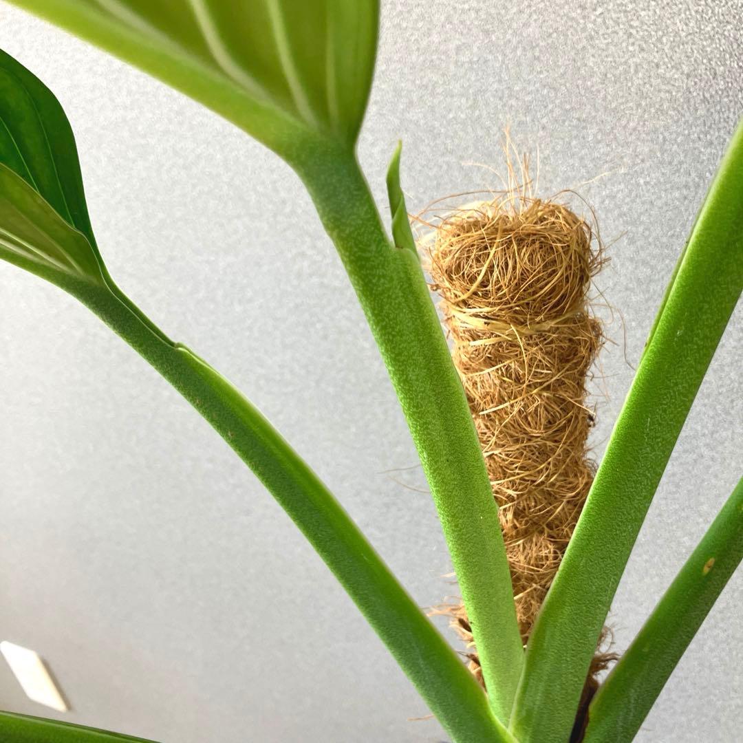 超希少❗️モンステラ　ジェイドウィング✨