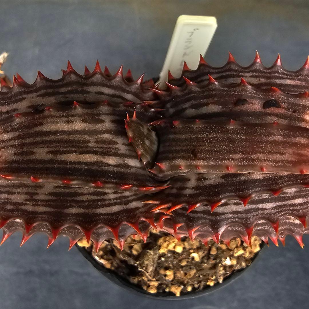 ハオルチア・アロエ Aloe branddraaiensis