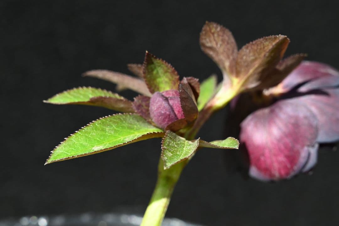 クリスマスローズ　最新花！多弁系ディープワイン　加藤農園