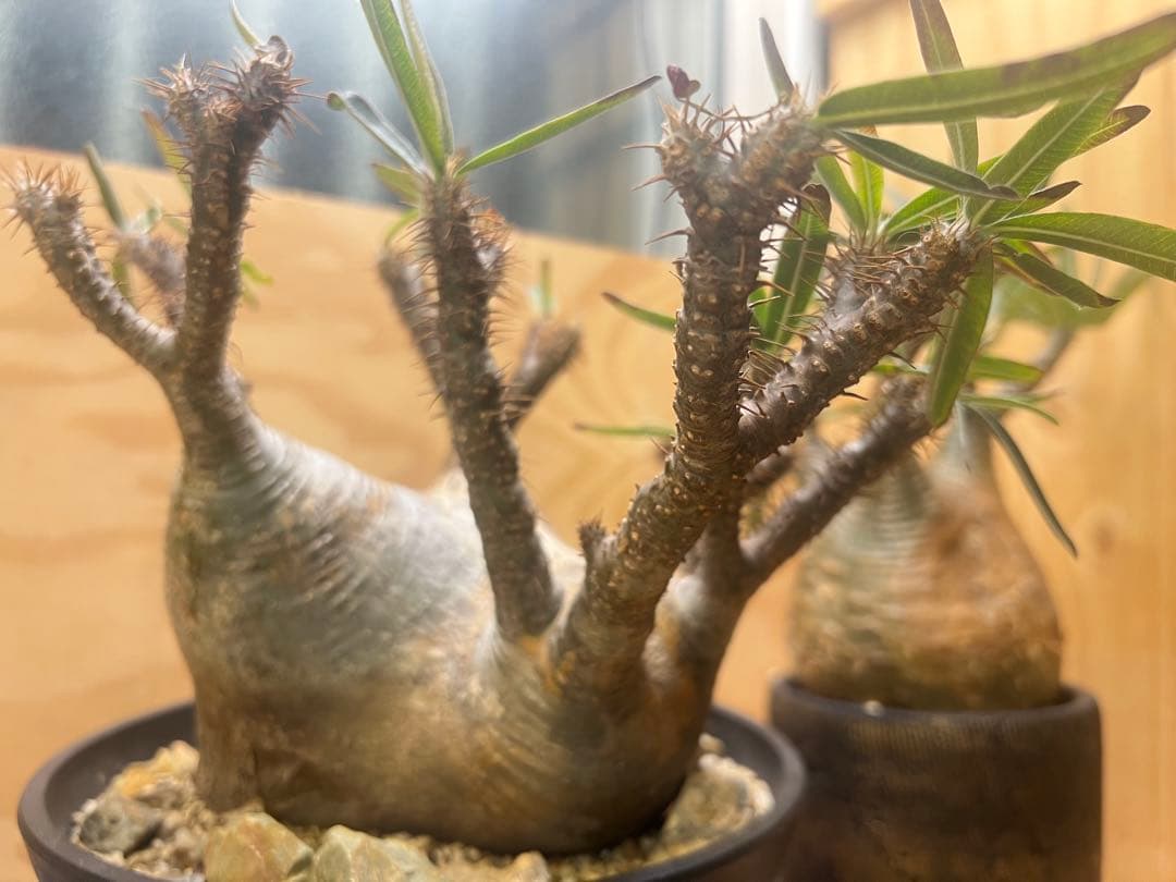 美形 パキポディウム グラキリス③　発根済