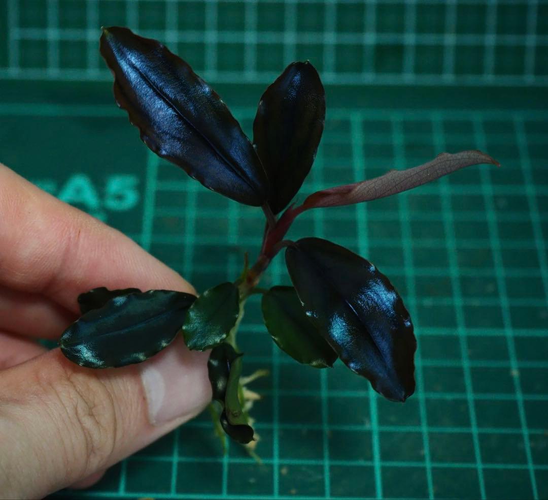 水草 Buce sp. \"Galaxy llic midnight blue\"
