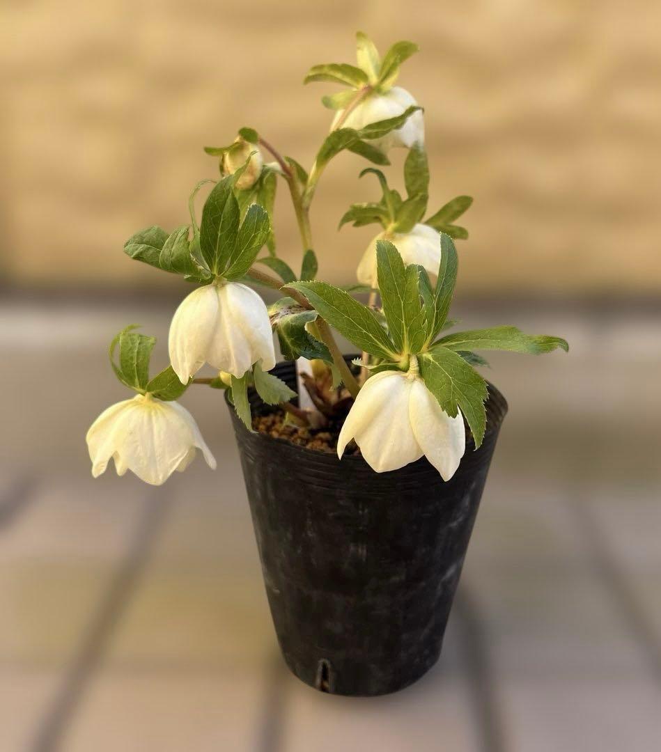 バ*カ様 加藤農園　認定かぐや姫　芳香性ホワイトゴールド開花株　匿名発送　現品