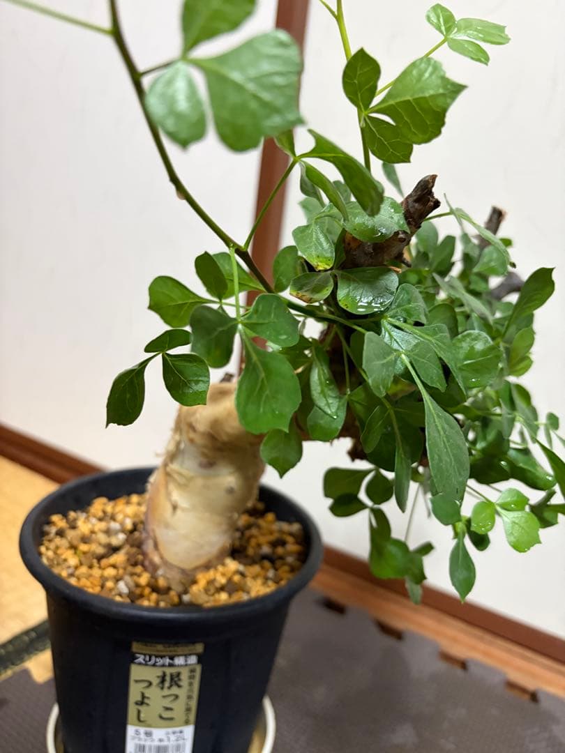 b*5様 コミフォラピュアカタフ　現地株　発根済み