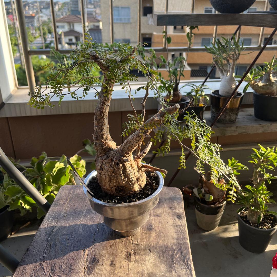 bon25さん専用　オペルクリカリア　パキプス