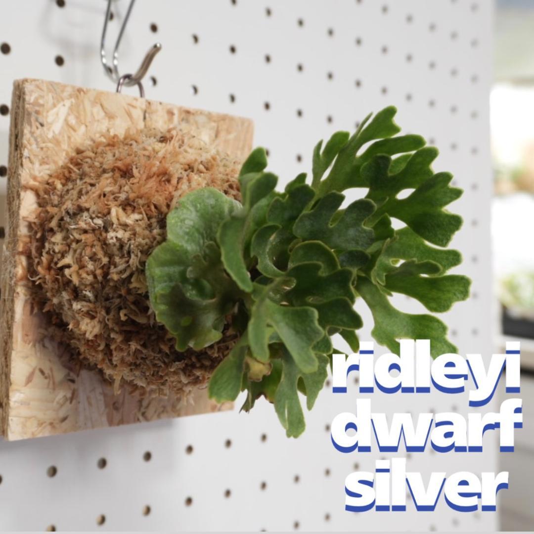 ビカクシダ リドレイ ドワーフ シルバー 板付 R-5