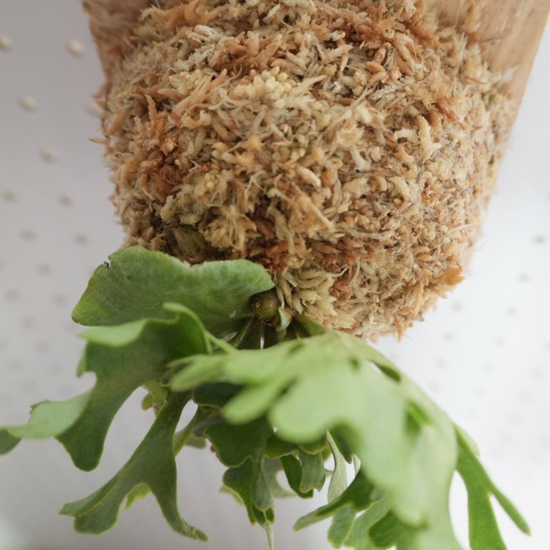 ビカクシダ リドレイ ドワーフ シルバー 板付 R-5