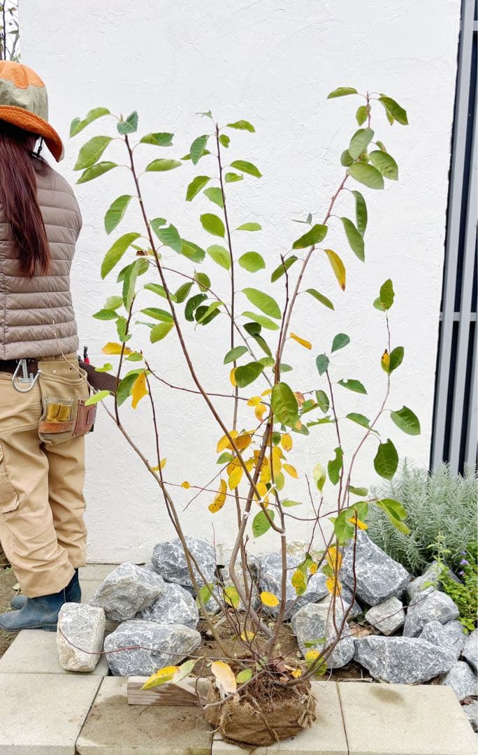 逸品 ジューンベリー株立ち1.5M(鉢底から)品番D