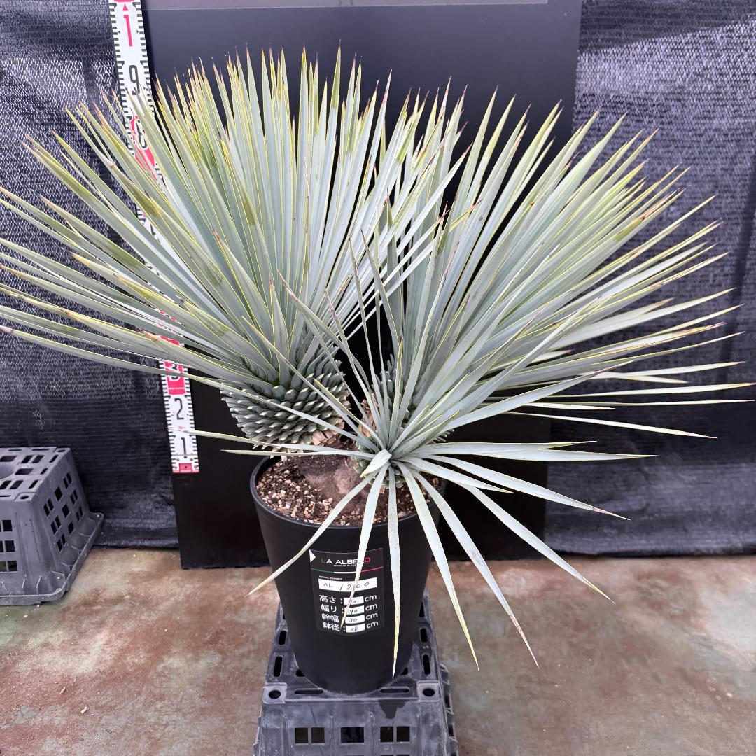 【AL1200】ユッカ　ロストラータ　トリプルヘッド