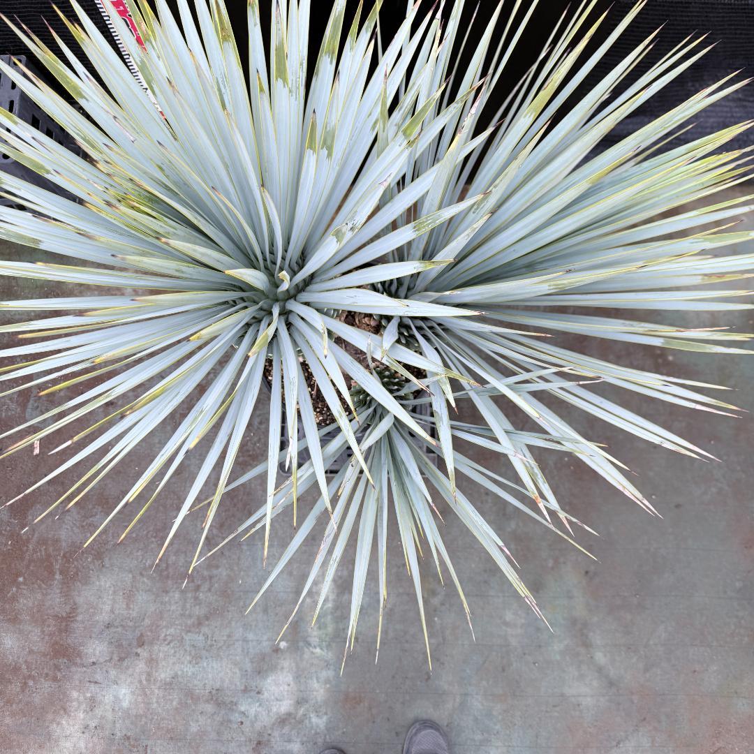 【AL1200】ユッカ　ロストラータ　トリプルヘッド