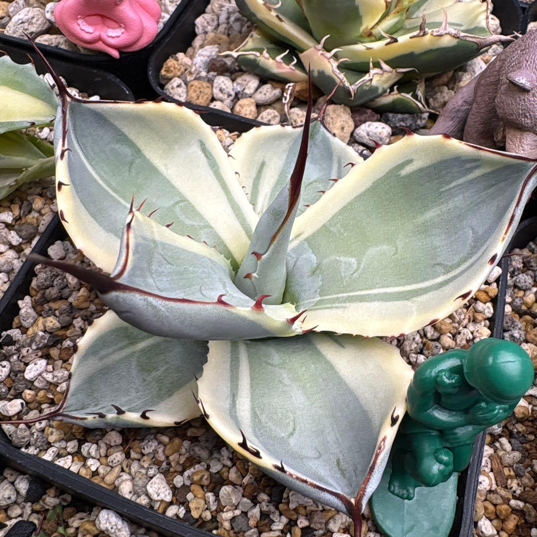 アガベ パリートランカータオリザバ