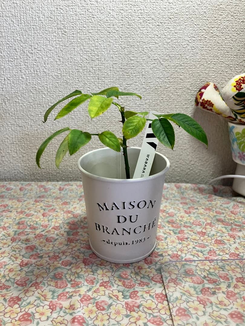 m*y様 バラ苗　和バラ　正規品