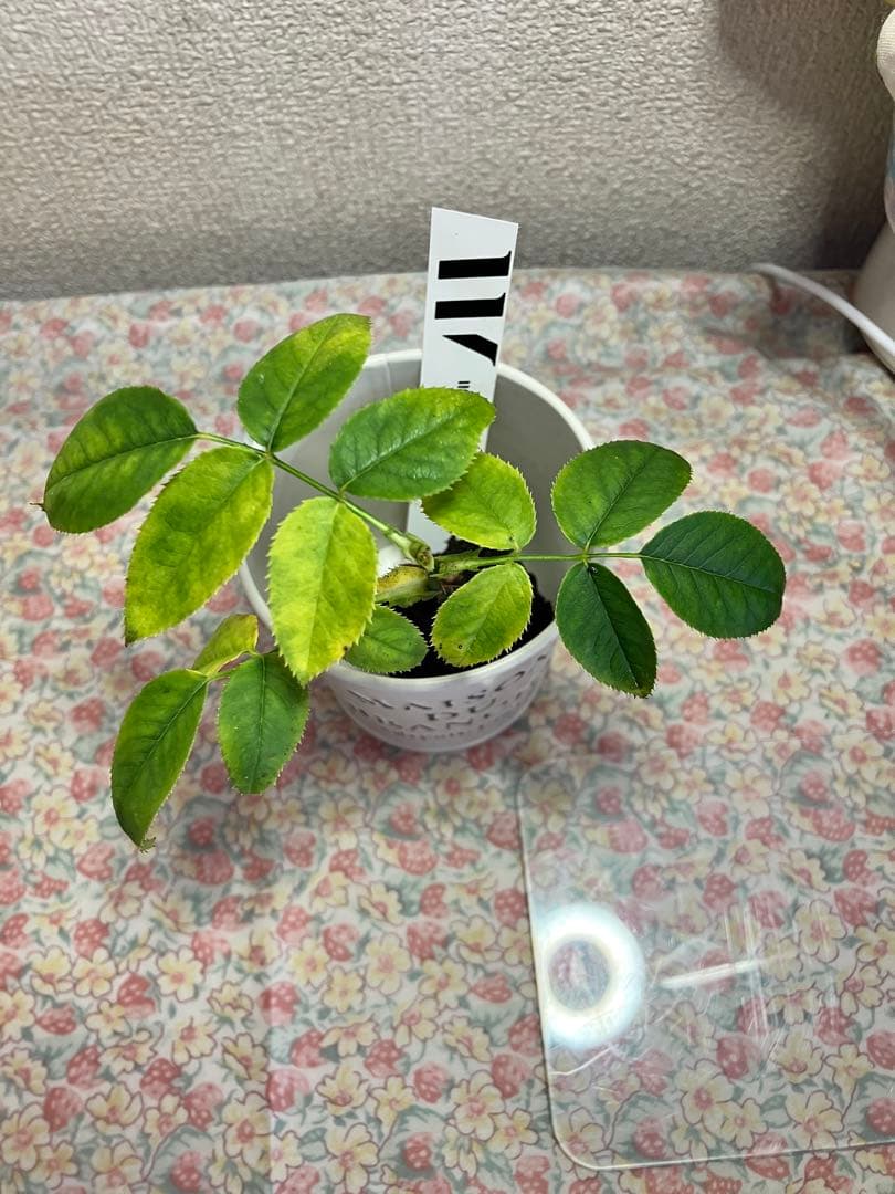 m*y様 バラ苗　和バラ　正規品