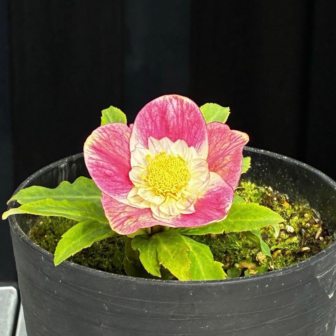 衛*様 3559☘️ラスト2☘️蕾付☘️⭐️SD⭐️紅ピンクオーレア⭐️ツートン