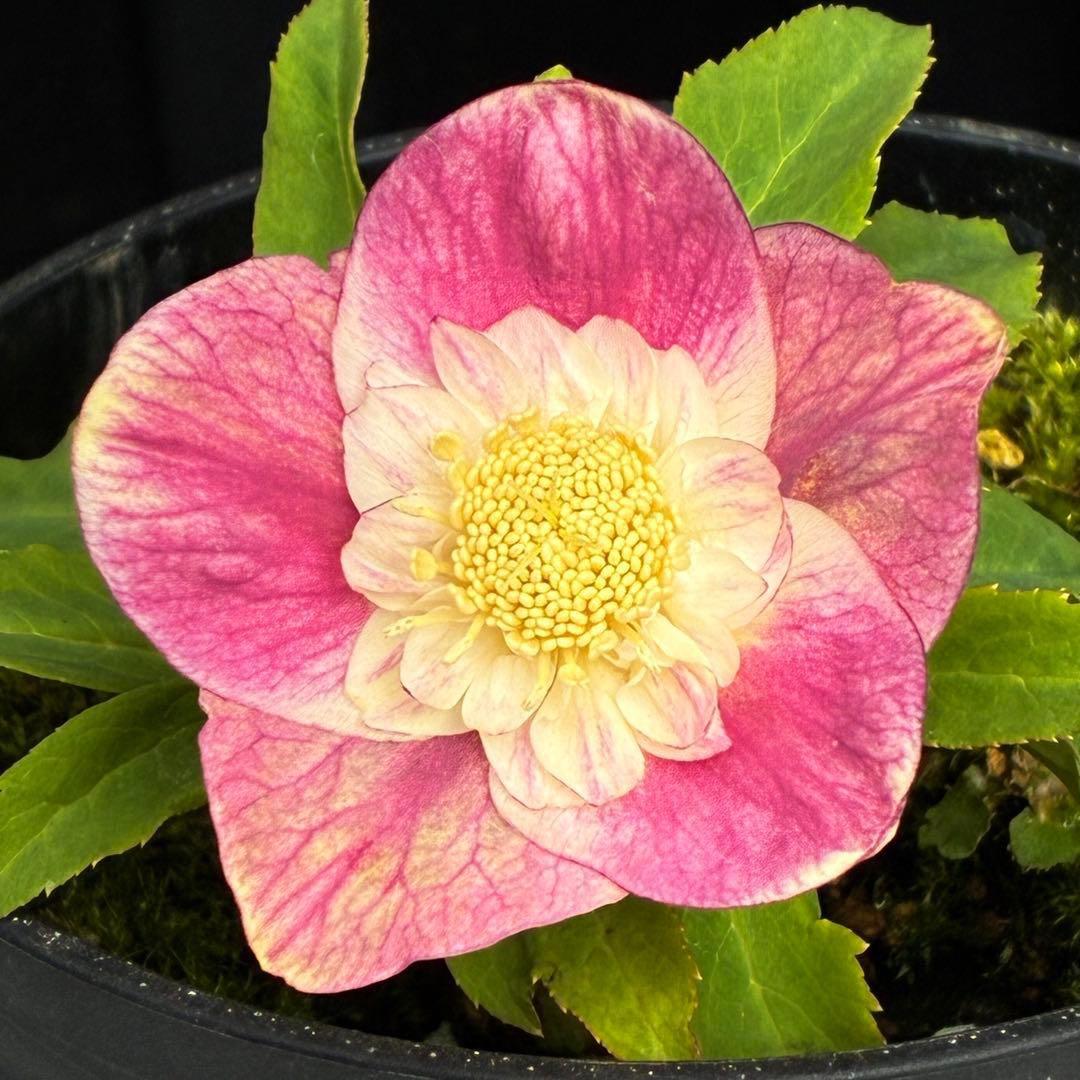 衛*様 3559☘️ラスト2☘️蕾付☘️⭐️SD⭐️紅ピンクオーレア⭐️ツートン