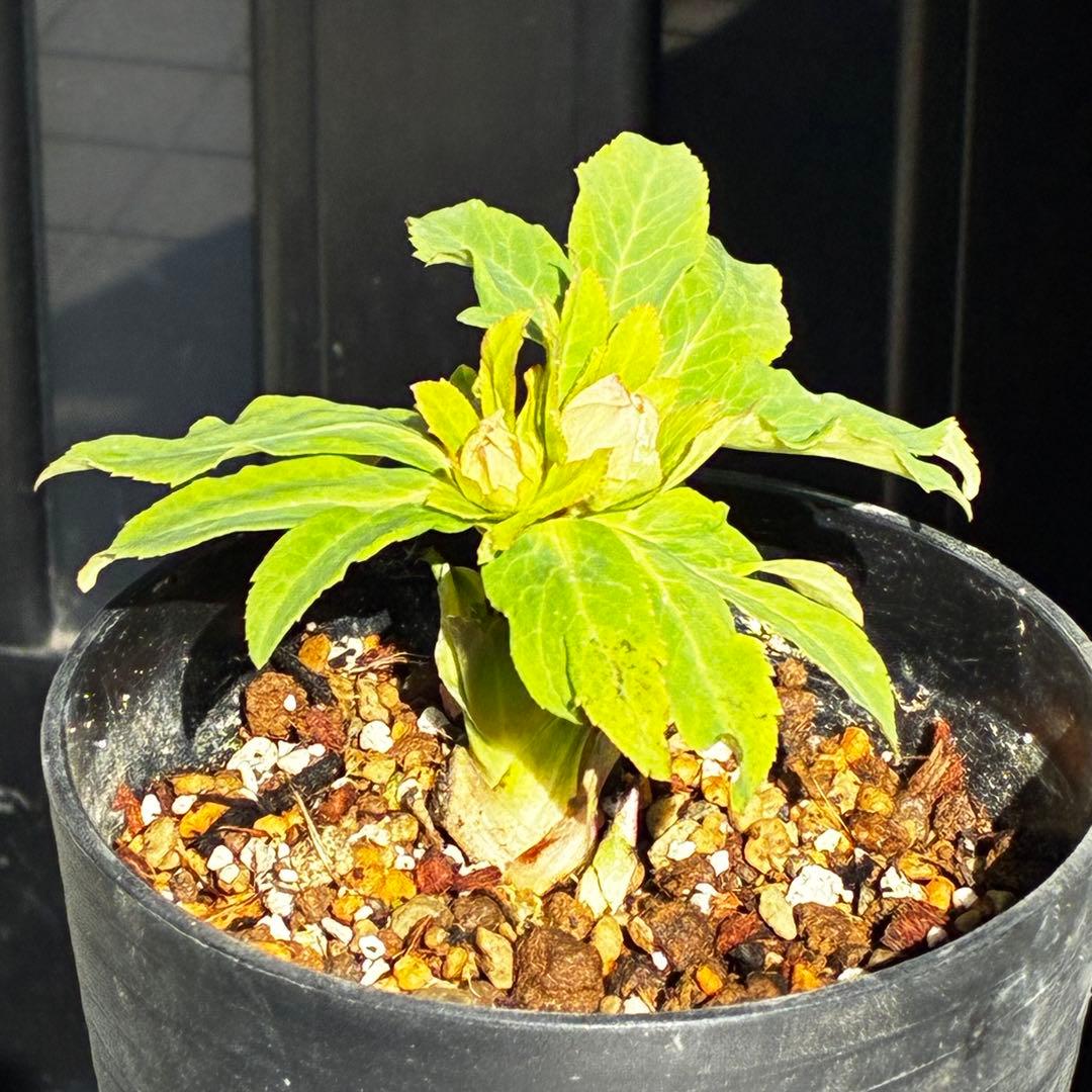 衛*様 3559☘️ラスト2☘️蕾付☘️⭐️SD⭐️紅ピンクオーレア⭐️ツートン