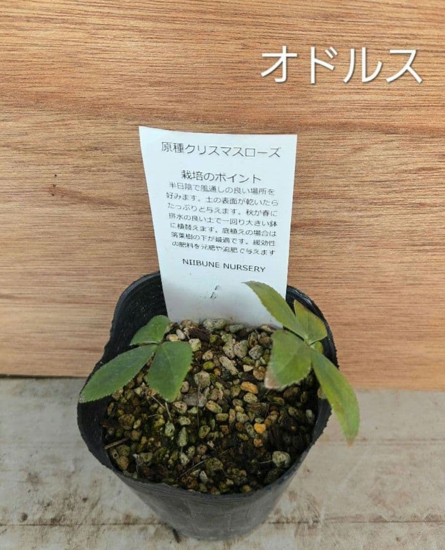 原種　クリスマスローズ　6セット