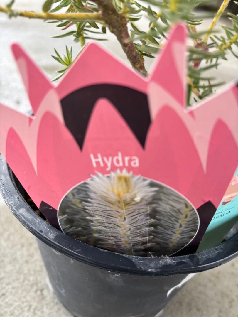 フィリカ　ハイドラ　希少　3