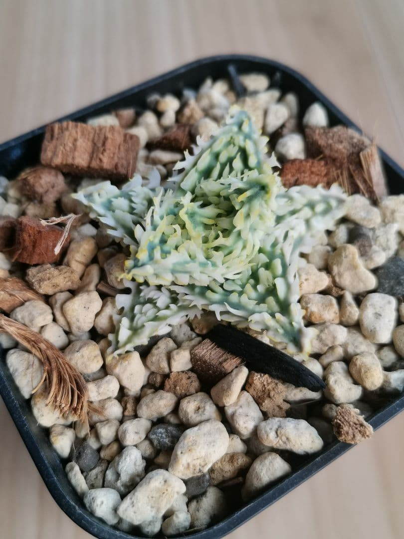 アロエハイブリッド　子株