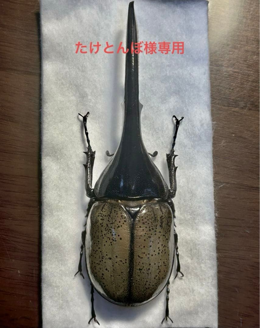 ⭐️⭐️ヘラクレス２亜種♂標本⭐️⭐️