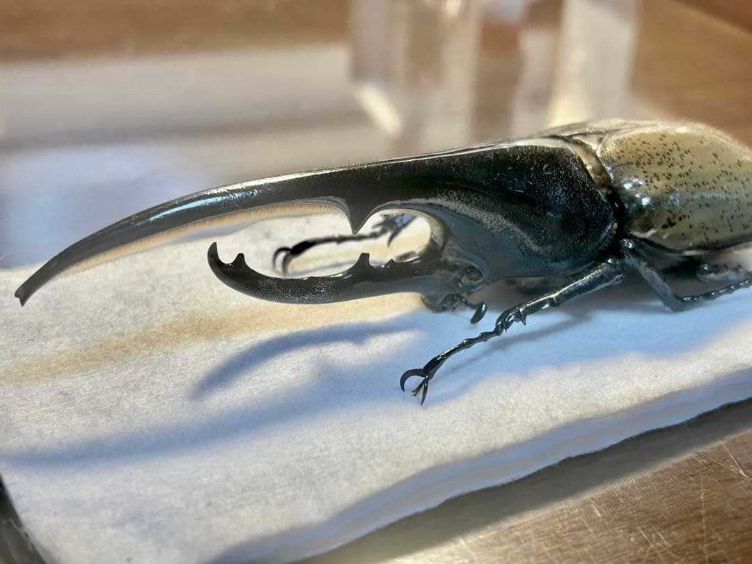 ⭐️⭐️ヘラクレス２亜種♂標本⭐️⭐️