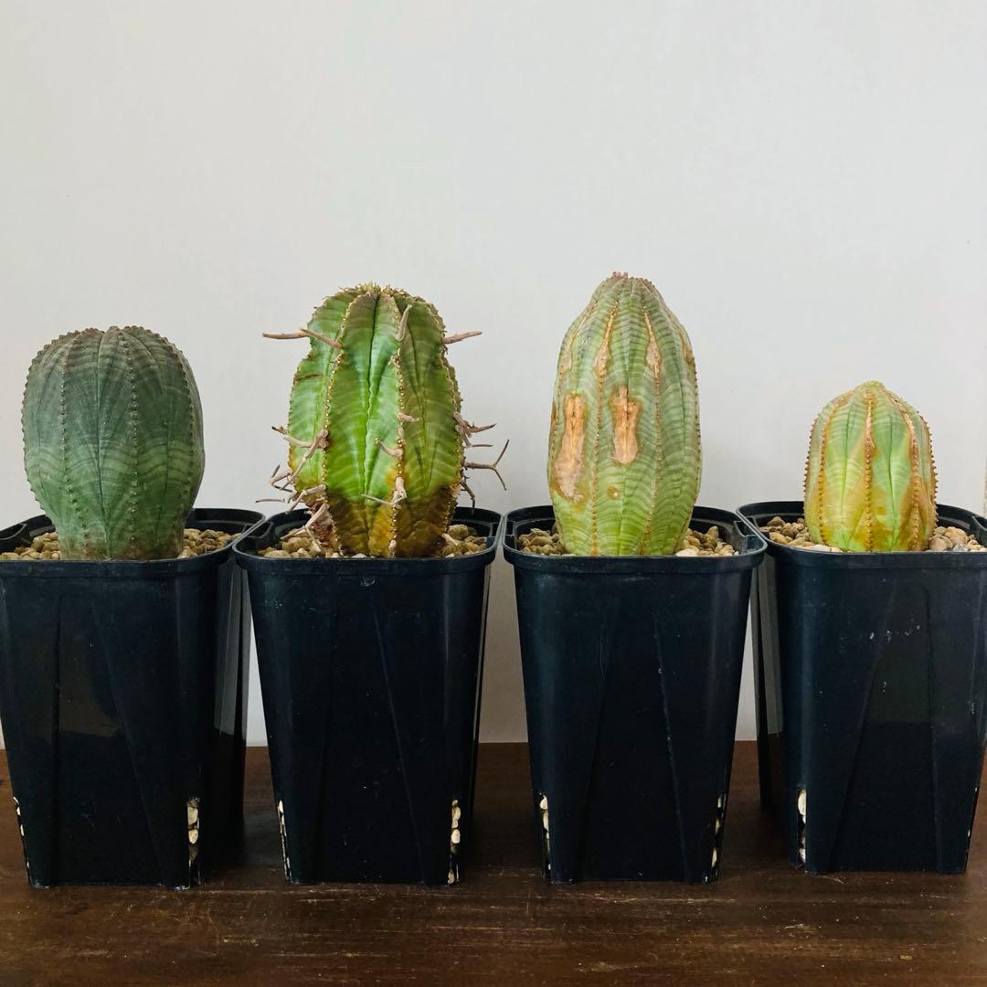 専用　ユーフォルビア オベサ 3株 / バリダ 1株 / 大株 / 鉢付き