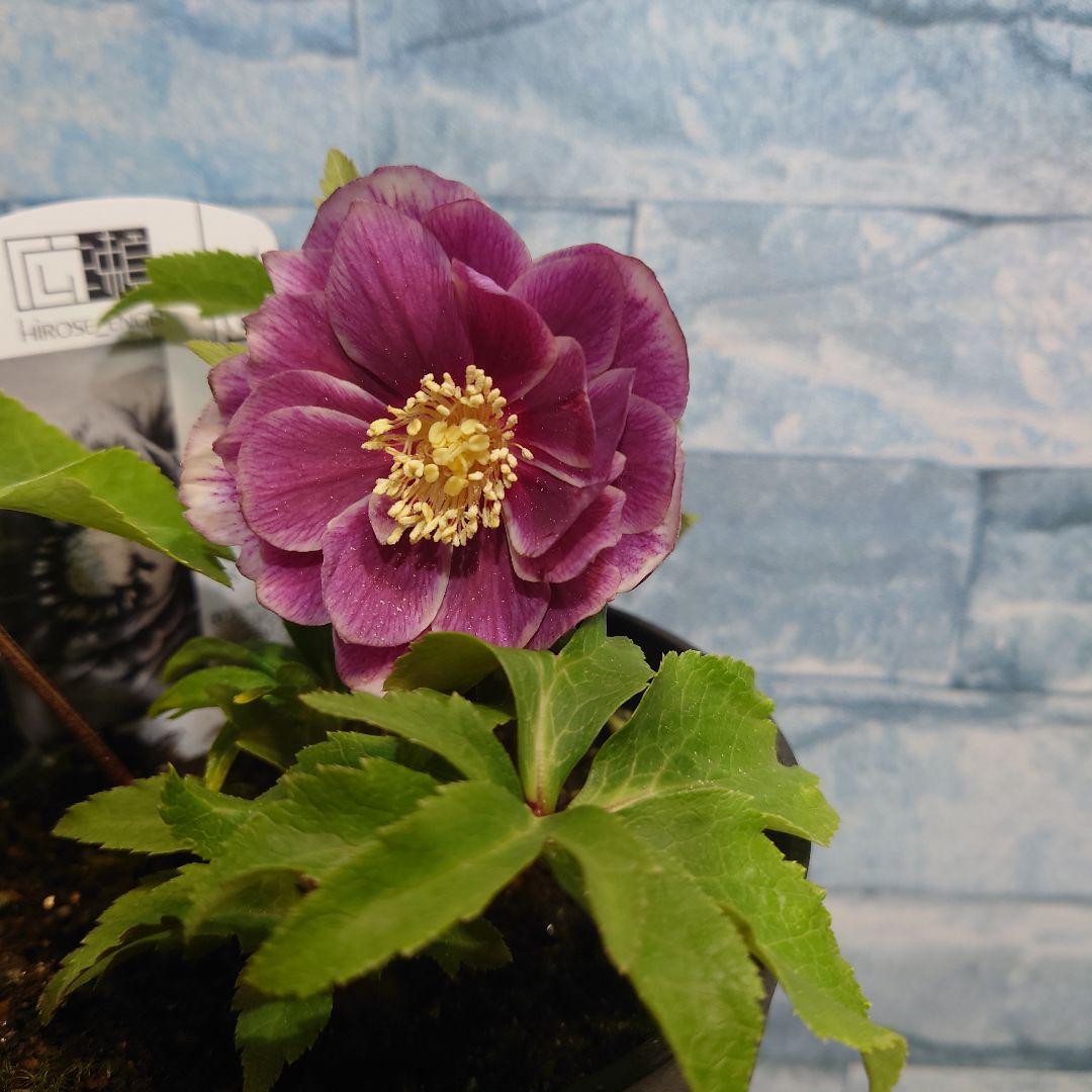 ☀️クリスマスローズ開花株❗☀️ 4号ロング鉢✕2☀