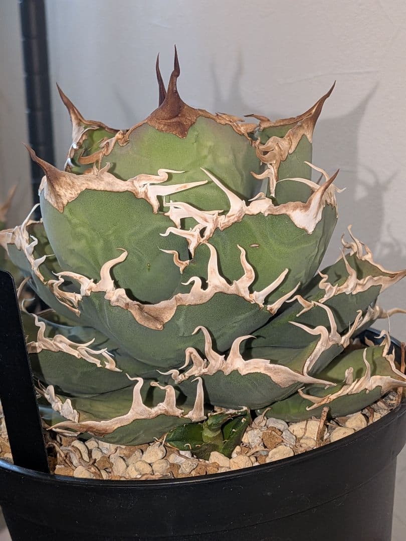 B*s様 アガベ　シャークソウイ　親株！