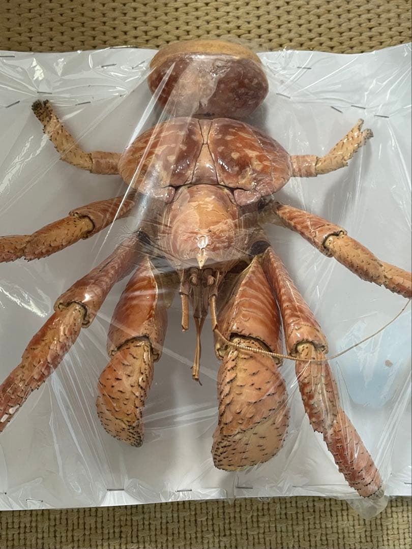 現地土産品 ヤシガニ 剥製 標本 約30cm以上